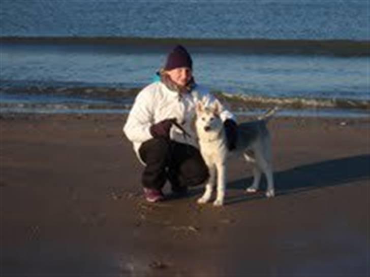 Siberian husky A´tebs Haltai of Winner - på stranden i vinters billede 13