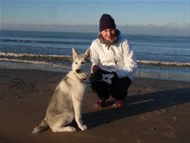 Siberian husky A´tebs Haltai of Winner billede 14