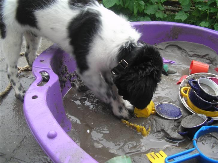 Stabijhoun Leffe billede 6