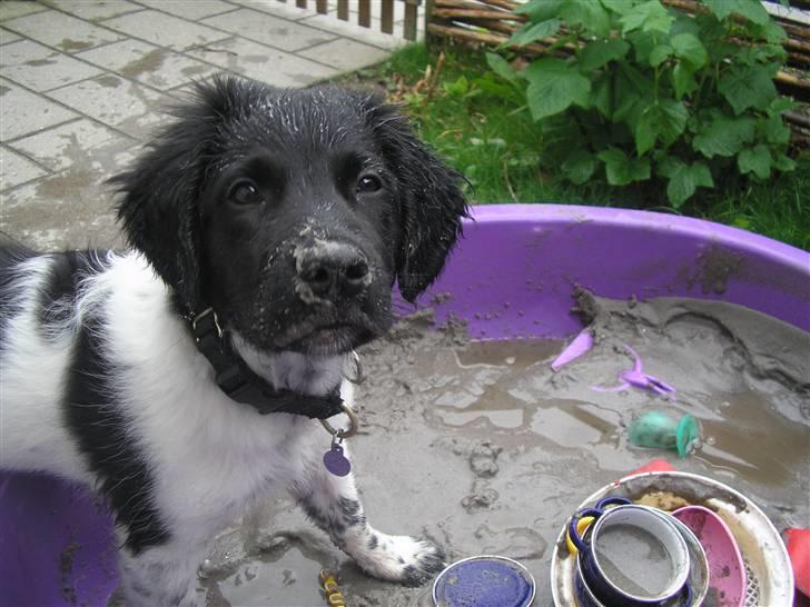 Stabijhoun Leffe billede 7