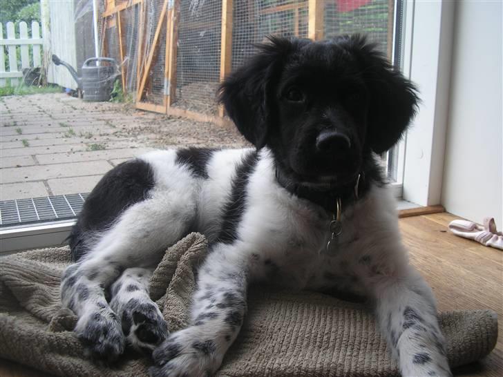 Stabijhoun Leffe billede 8