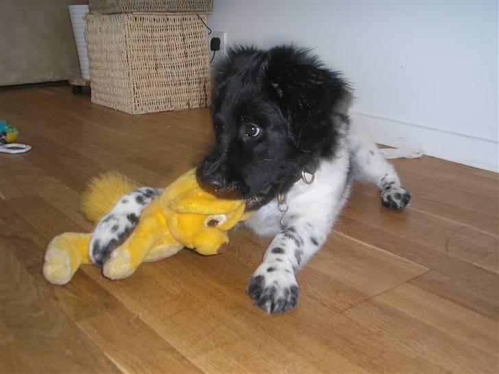 Stabijhoun Leffe billede 9