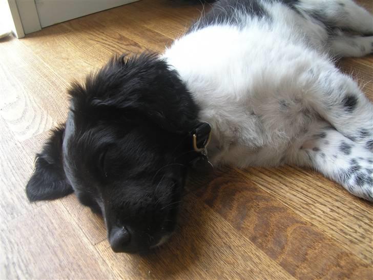 Stabijhoun Leffe billede 10