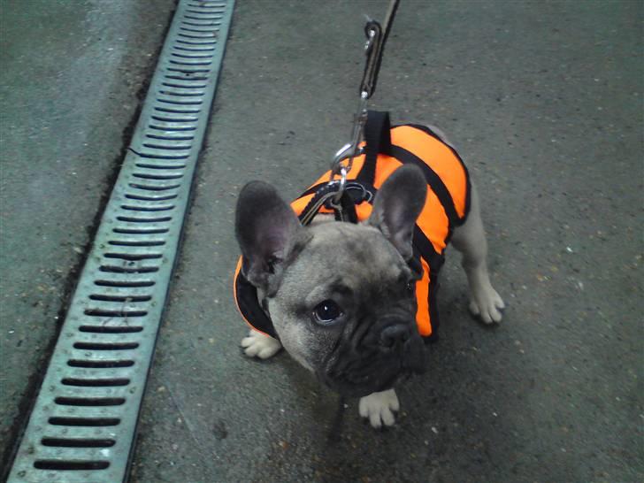 Fransk bulldog Leopold - Lepold klar til første time med hundesvømning..  billede 11