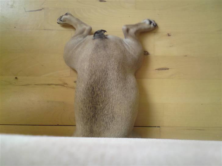 Fransk bulldog Leopold - Næsten for tyk til at komme under sofaen nu..  billede 12