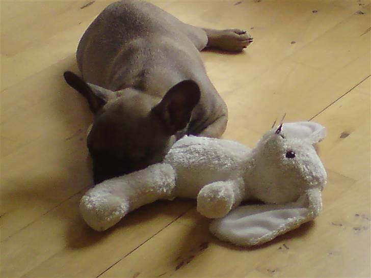 Fransk bulldog Leopold billede 13