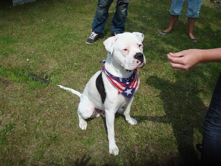 Amerikansk bulldog Ollie billede 1