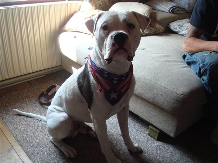 Amerikansk bulldog Ollie billede 2