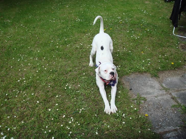 Amerikansk bulldog Ollie billede 3