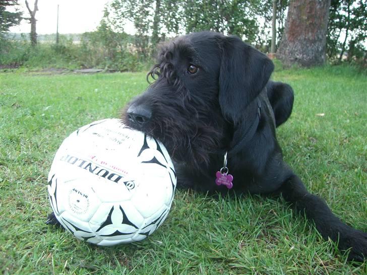 Blanding af racer Nova - Fodbold var flad 15 min efter billedet blev taget, men er stadigvæk lige så god  billede 16