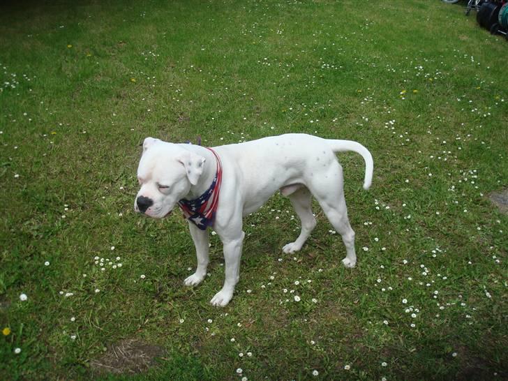 Amerikansk bulldog Ollie billede 4