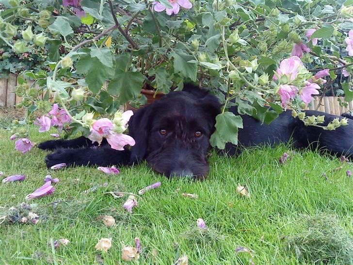 Blanding af racer Nova - Er godt man kan finde skygge under et par buske... billede 17