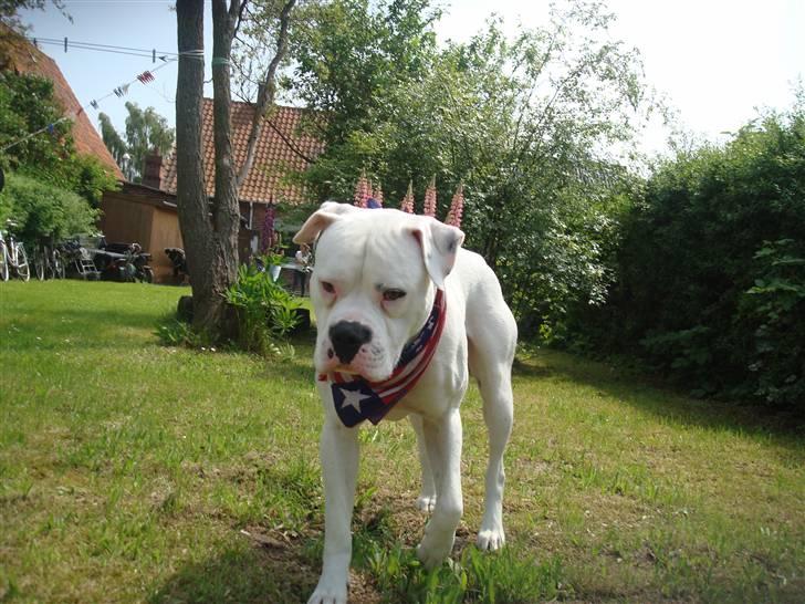 Amerikansk bulldog Ollie billede 5