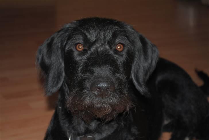 Blanding af racer Nova - Tæt på... billede 18