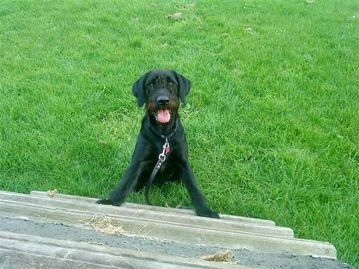 Blanding af racer Nova - Ude at hygge... billede 19