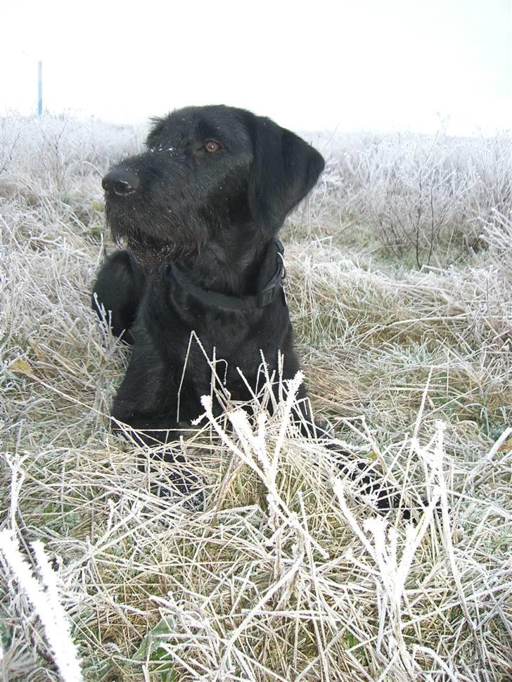 Blanding af racer Nova - Model Nova... :-) billede 20