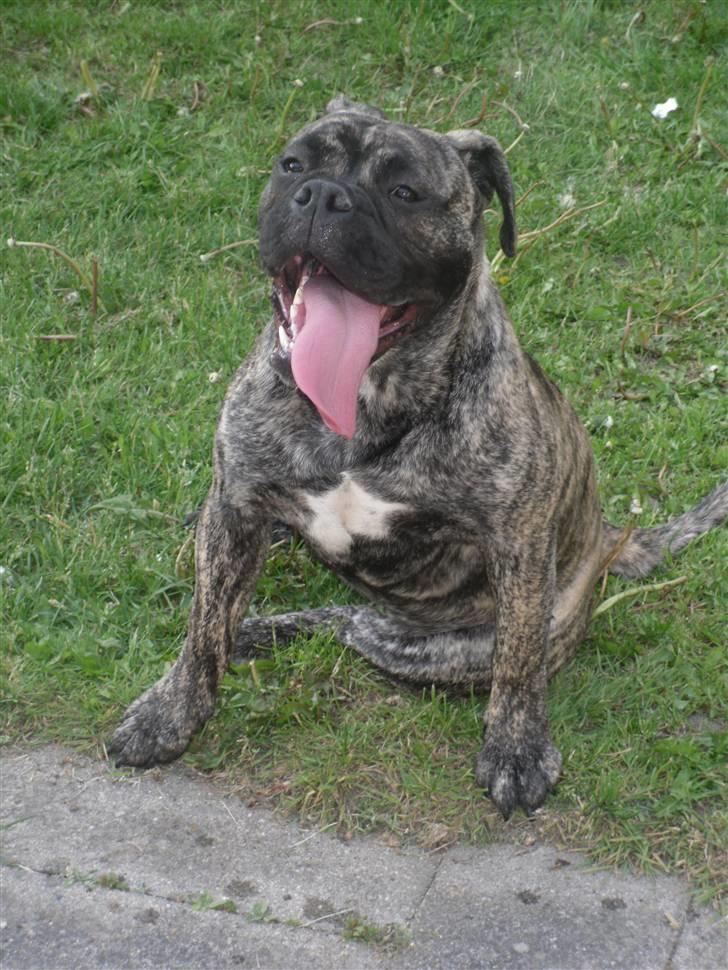 Olde english bulldogge Levi billede 1