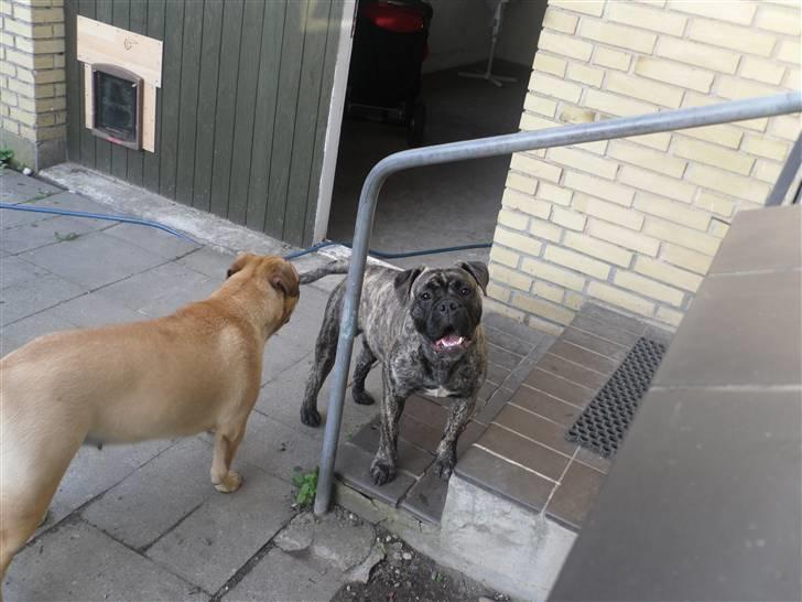Olde english bulldogge Levi billede 2