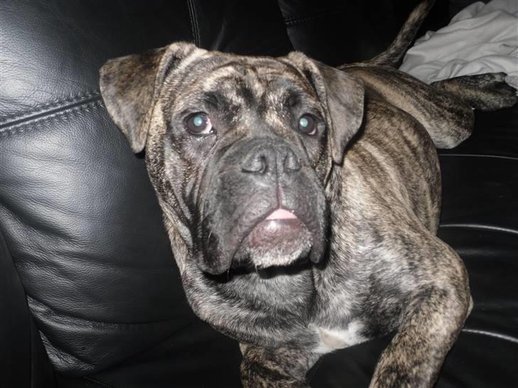 Olde english bulldogge Levi billede 3