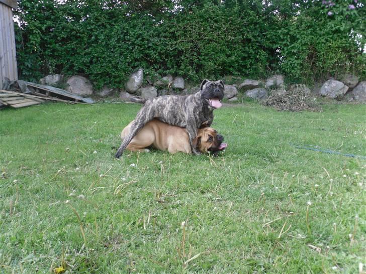Olde english bulldogge Levi billede 4