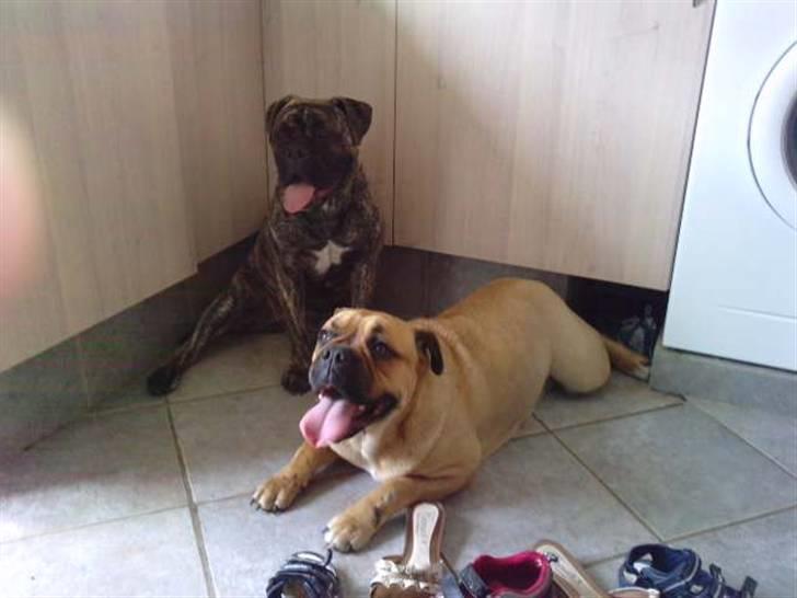 Olde english bulldogge Levi billede 5