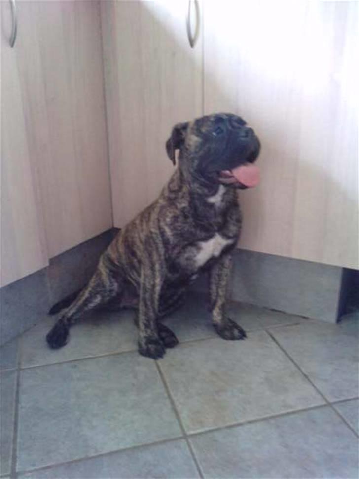 Olde english bulldogge Levi billede 6