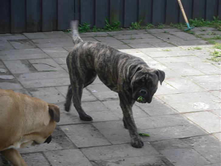 Olde english bulldogge Levi billede 7