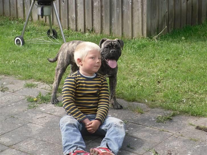 Olde english bulldogge Levi billede 8