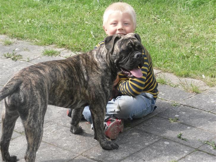 Olde english bulldogge Levi billede 9