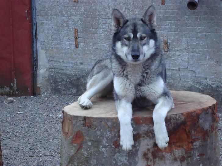 Siberian husky Cita - Det her er min dejlige hund Cita fulg af sjov billede 1