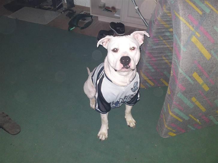 Amerikansk staffordshire terrier neo billede 1