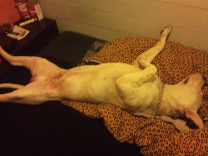 Amerikansk staffordshire terrier neo billede 2