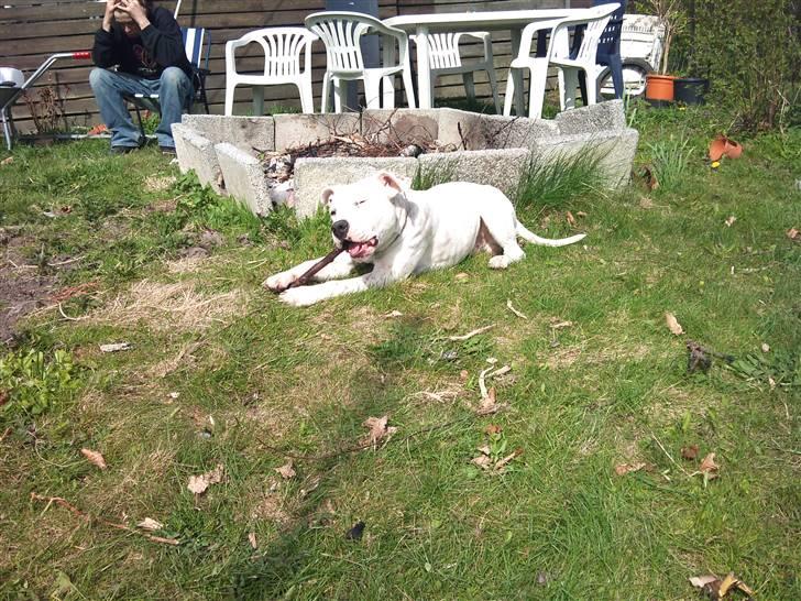 Amerikansk staffordshire terrier neo billede 3