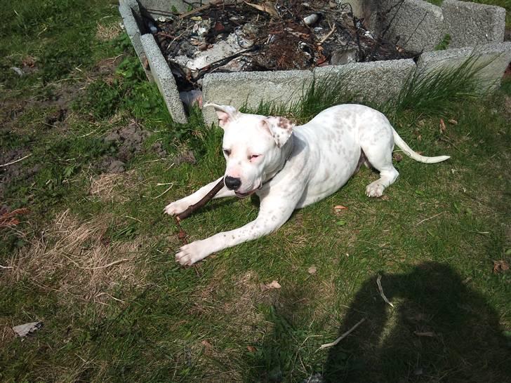 Amerikansk staffordshire terrier neo billede 4