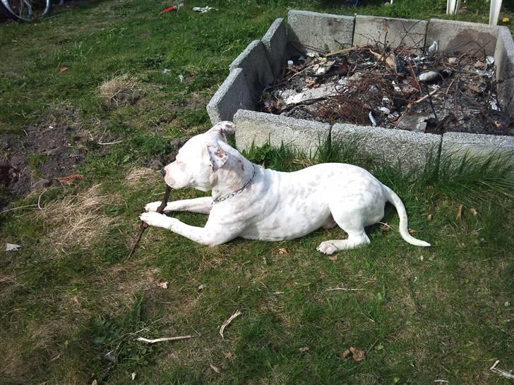 Amerikansk staffordshire terrier neo billede 5