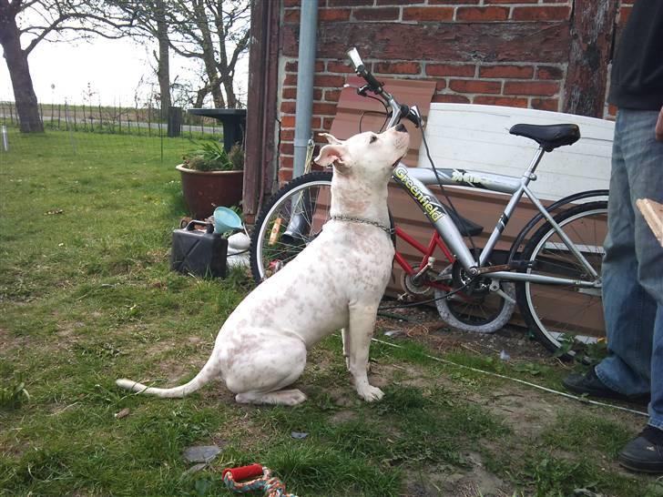 Amerikansk staffordshire terrier neo billede 6