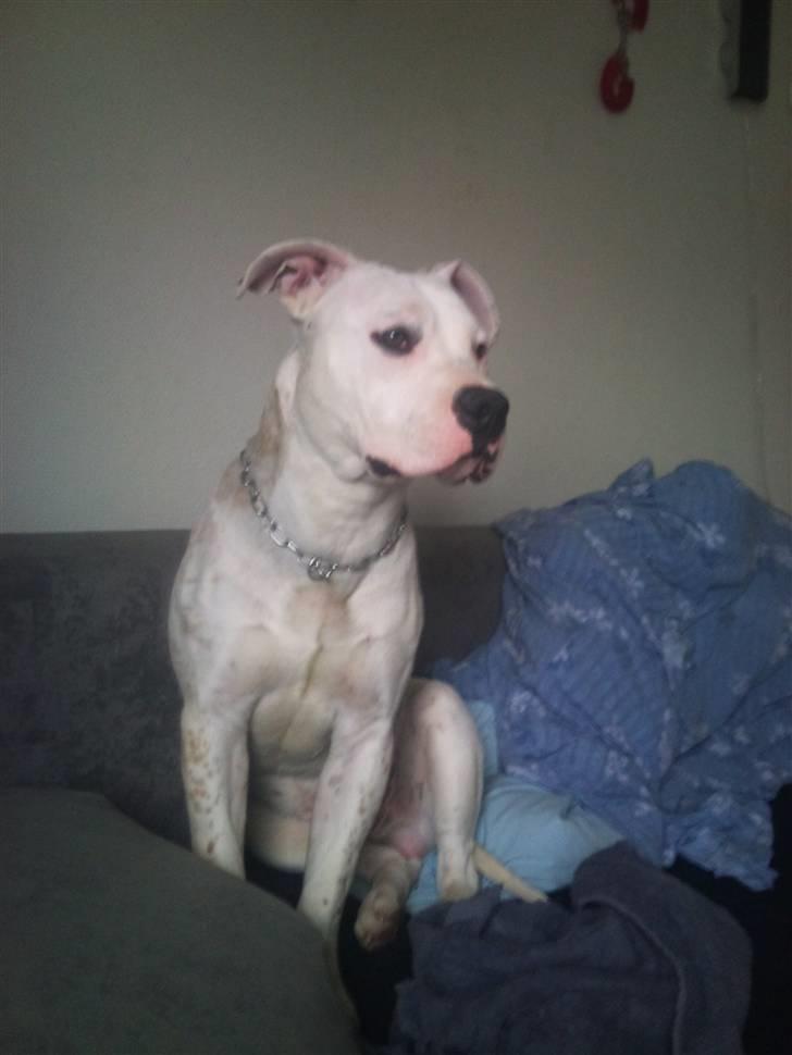 Amerikansk staffordshire terrier neo billede 7