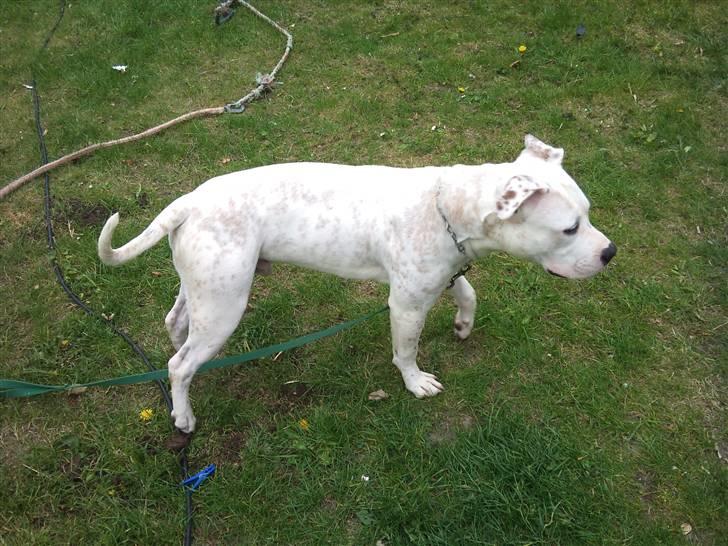 Amerikansk staffordshire terrier neo billede 8