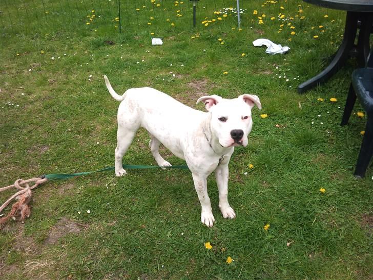 Amerikansk staffordshire terrier neo billede 9