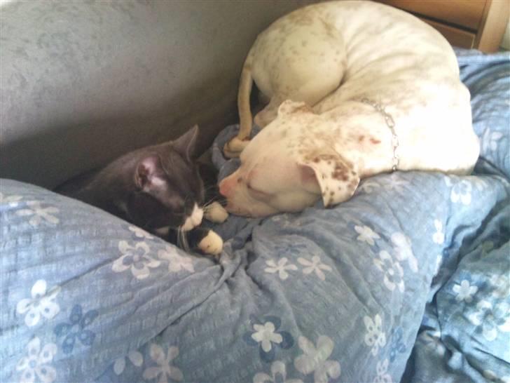 Amerikansk staffordshire terrier neo billede 10