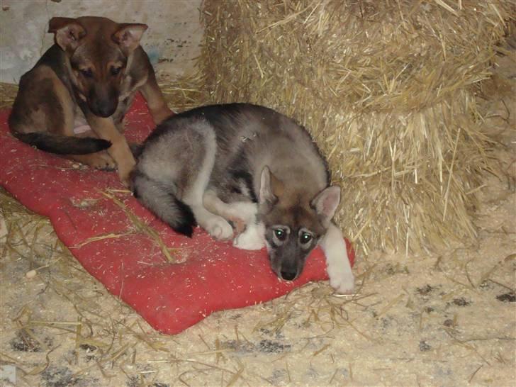 Siberian husky Cita - GONAT og drøm sødt om kødben i nat billede 8