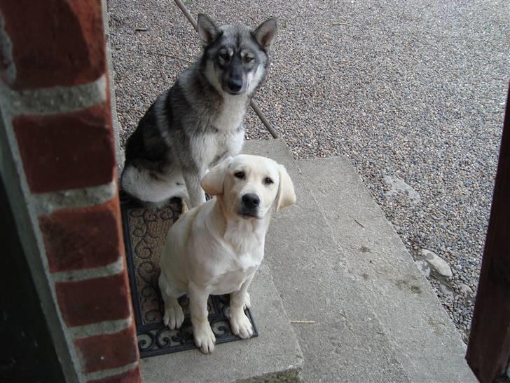 Siberian husky Cita - DAVS vi er slutten billede 11