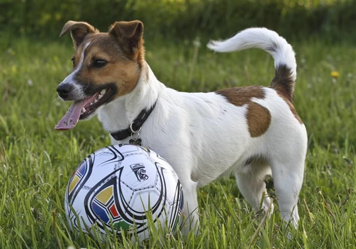 Jack russell terrier Milo billede 14