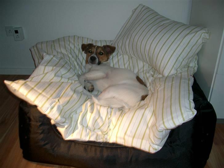 Jack russell terrier Milo billede 15