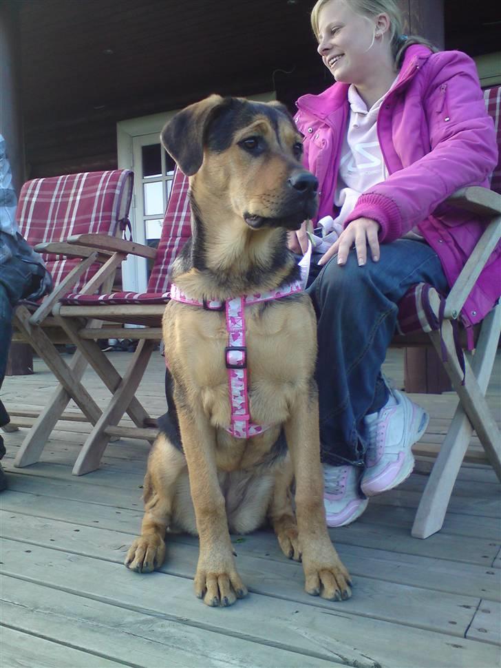 Blanding af racer Jamie <3 R.I.P min smukke pige<3 billede 20