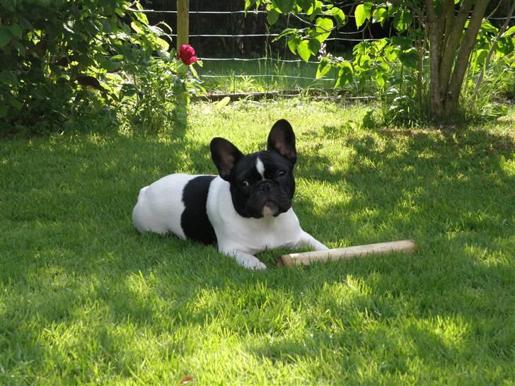 Fransk bulldog Sally billede 4