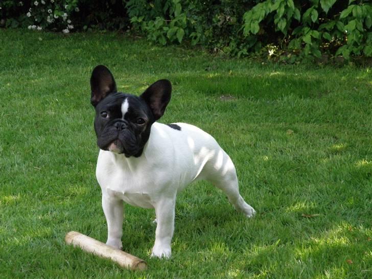 Fransk bulldog Sally billede 5