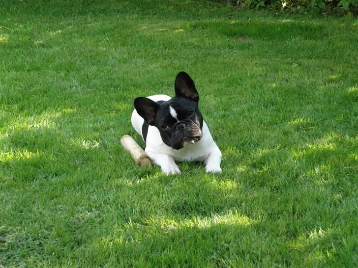 Fransk bulldog Sally billede 6