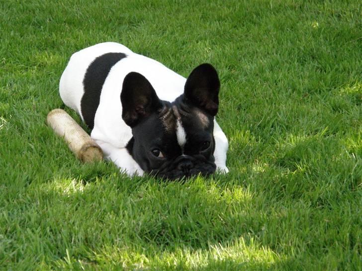 Fransk bulldog Sally billede 7