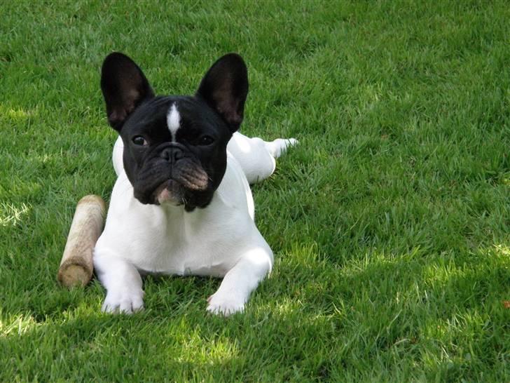 Fransk bulldog Sally billede 8